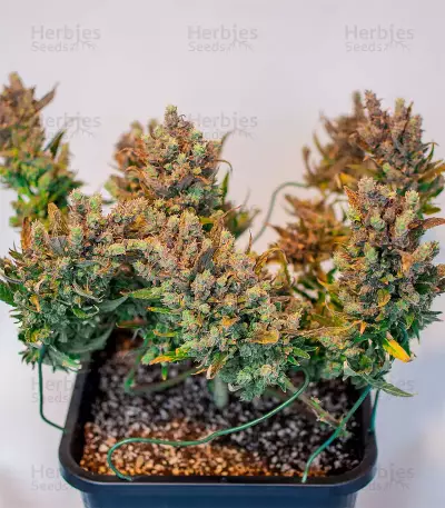 Semi Femminizzati Gelato Auto (Fast Buds)