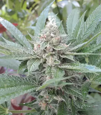 Gorilla Girl feminized seeds (Sweet Seeds)