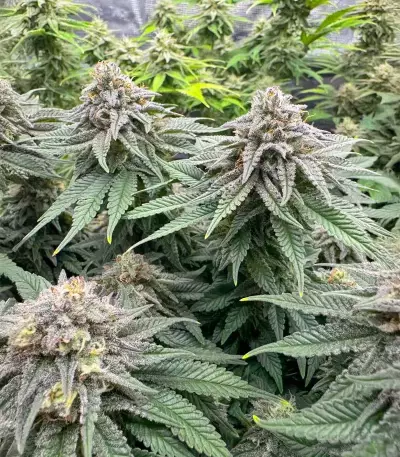 Granny Candy Feminized (Humboldt Seeds Company)