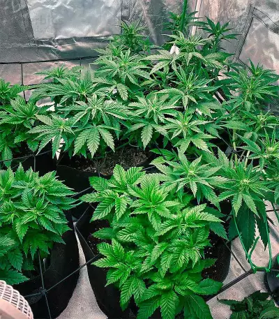 Green Crack