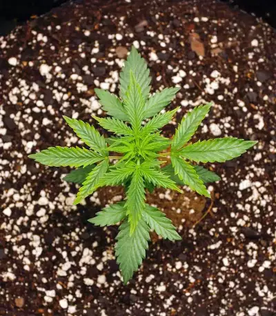 Humboldt Dream Seeds (Humboldt Seed Company)