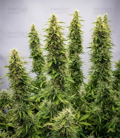 Lemon Haze Auto Seeds