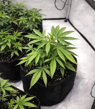 Mandarin Cookies (00 Seeds) Cannabis-Samen