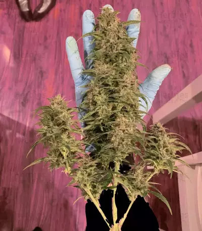 Graines de cannabis Monkey GG#4 Original Glue (Growers Choice)
