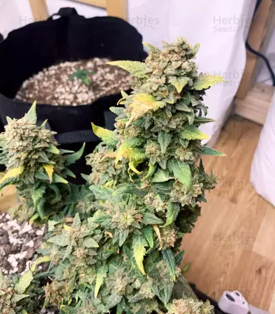 Original Auto Sour Diesel (Fast Buds)