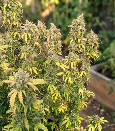 S.T.D feminized seeds