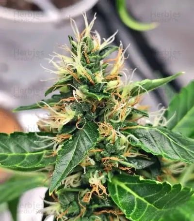 Space Cookies Auto (Delicious Seeds)