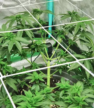 Watermelon Z (Barney's Farm)