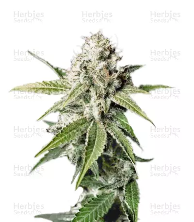 White Widow (GHS) Cannabis-Samen