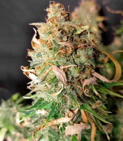 Amnesia Haze Autoflower (Herbies Seeds)