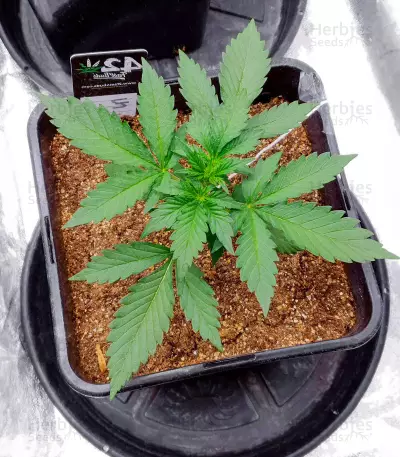 Sementes de Ztrawberriez Auto Feminizadas (Fast Buds)