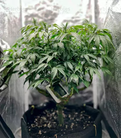 Amnesia Haze (Herbies Seeds)