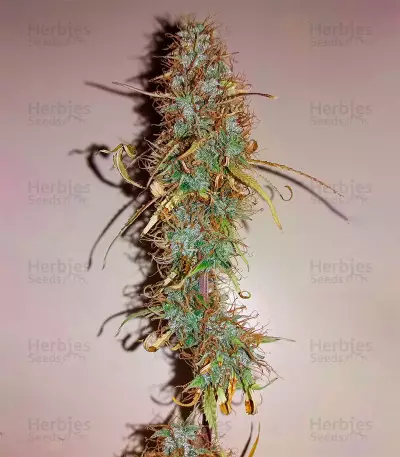 Gorilla Glue #4 Autoflower (Herbies Seeds)