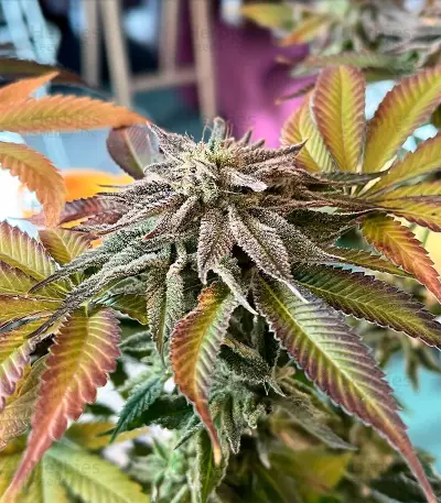 Mimosa strain seeds