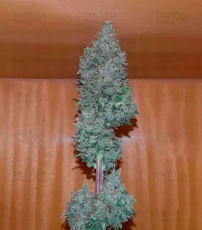 Super Skunk (Herbies Seeds)
