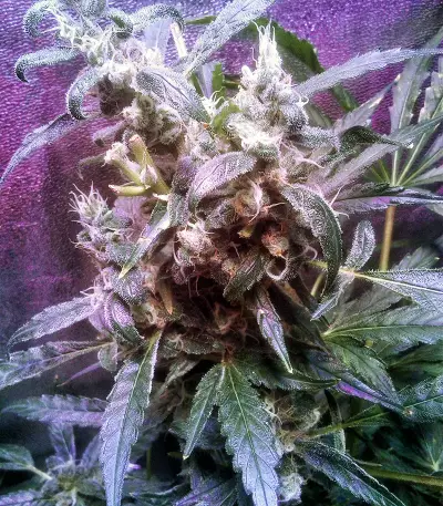 24K Gold (Kosher Tangie) Seeds