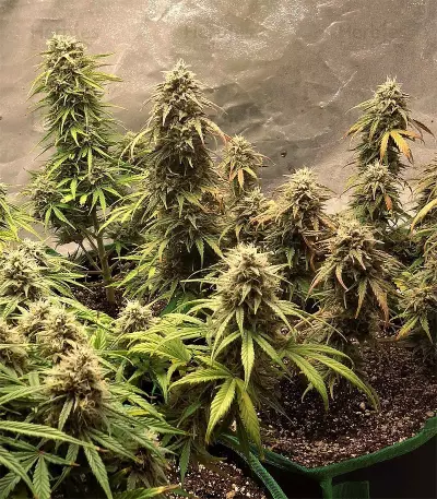 4 Assed Monkey Seeds
