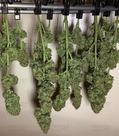 Franco's Lemon Cheese feminized seeds