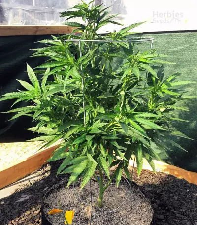 501st OG regular seeds