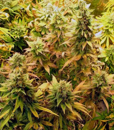 Blueberry cannabis strain
