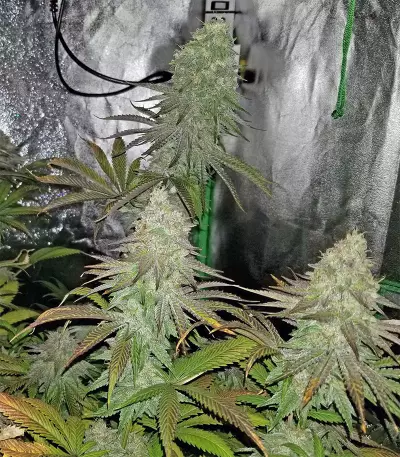 Acid Dough (Ripper Seeds)