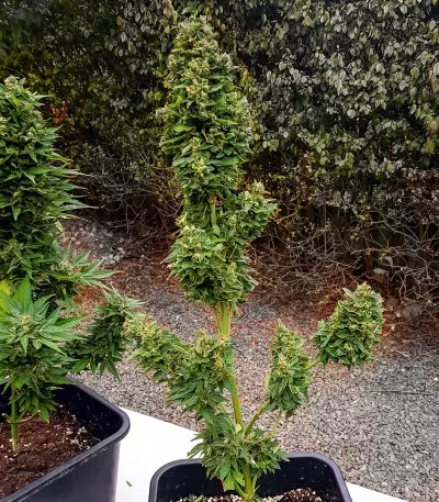 Auto Critical Soma Seeds