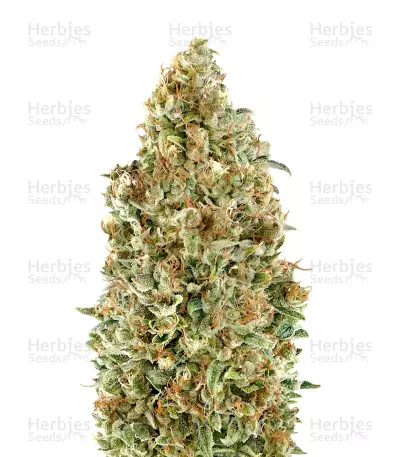 Auto Kaya 47 feminized seeds