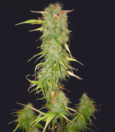 Graines de cannabis Auto Chemdog (Auto Seeds)