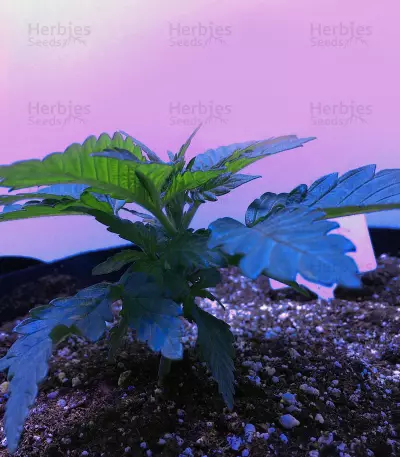 Big Bud XXL (Ministry Of Cannabis)