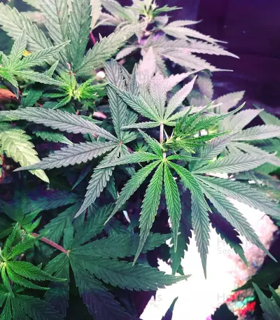 Black Widow cannabis strain