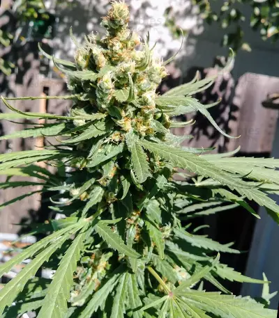 Blue Cindy feminized seeds