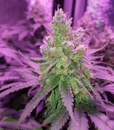 Blueberry Gum 2 cannabis strain