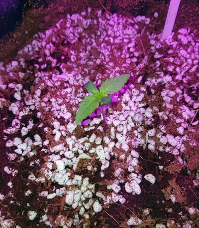 Cheese Auto (Funky Skunk Auto) feminized seeds
