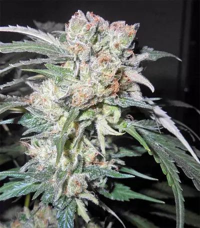Congo x Kali China Seeds