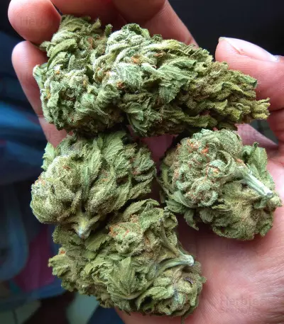 Crazy Mouse Cheese Seeds