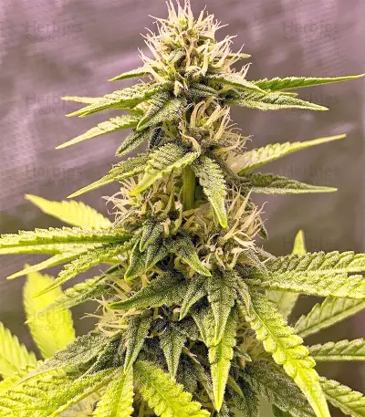 Dark Ghost Train Seeds