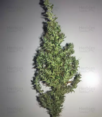 Dr. Grinspoon (Barney's Farm)