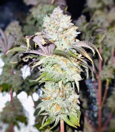 Grand Daddy Purp Seeds