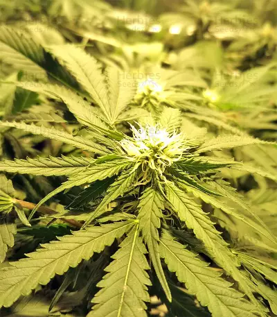 Kripple Roulette (Dr. Krippling Seeds)