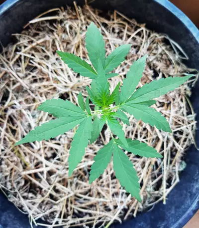 Kritikal Bilbo Auto feminized seeds