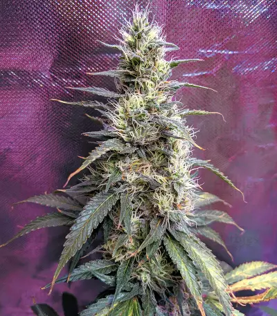 Lavender Seeds