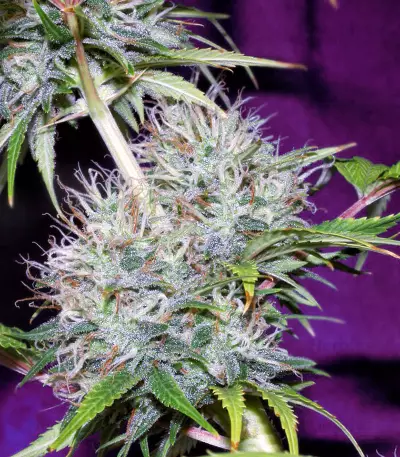 Semi femminizzati Nepal Jam