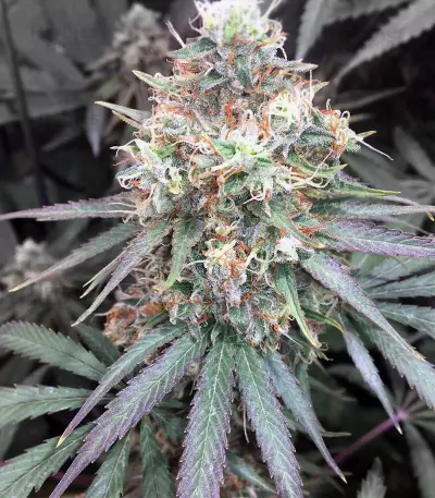 Graines de cannabis Nepal Kush (Flying Dutchmen)
