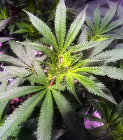 OG Kush CBD (Dinafem Seeds)
