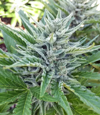 Ruderalis Skunk regular (Sensi Seeds)