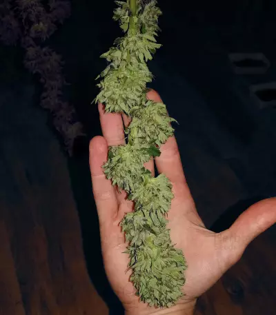 Sapphire Scout Seeds