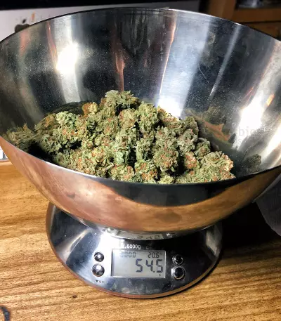 Sherbert (Blackskull Seeds)