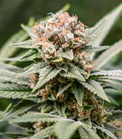 Skunk XL Seeds