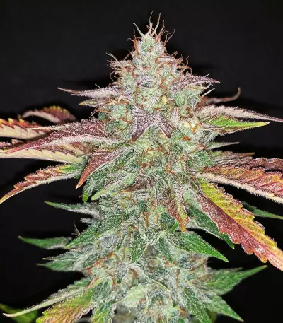 Strawberry Nuggets Auto Seeds