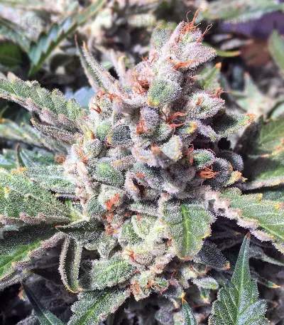 Strawberry Nuggets Auto Seeds
